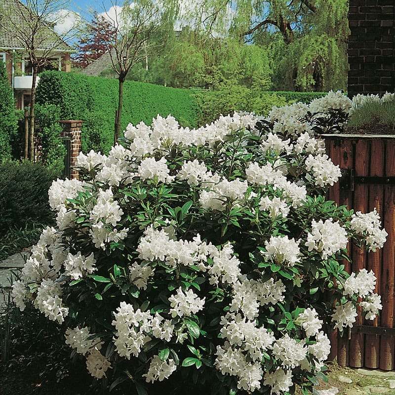 Parkrododendron Cunningham`s White, 30-40 cm, 3-Pack