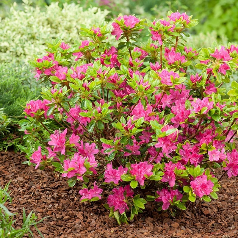 Japansk azalea "Kermesina", 20-25 cm, 5-Pack
