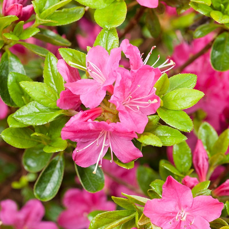 Japansk azalea "Kermesina", 20-25 cm, 5-Pack