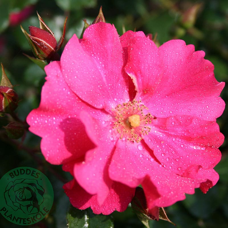 Marktäckande ros Sommermärchen, 10-Pack