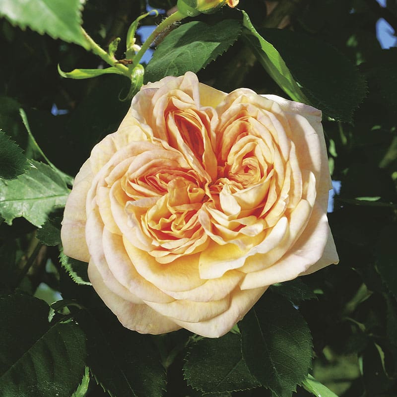 Gammaldags ros Alchymist, 10-Pack