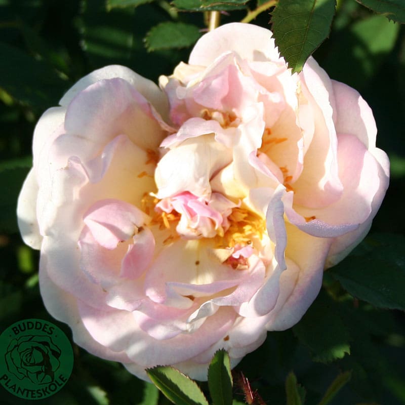 Buskros Frühlingsduft, 1-Pack