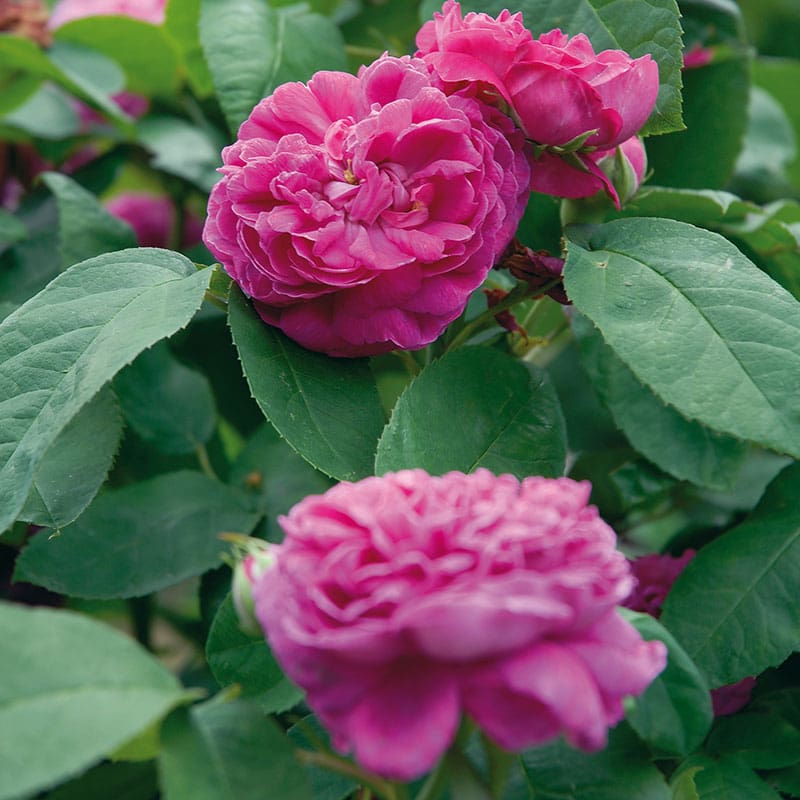 Gammaldags ros Rose de Rescht, 1-Pack