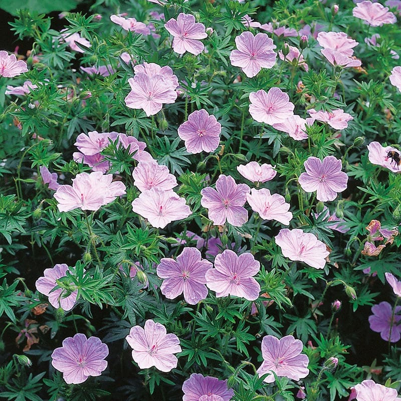 Blodnäva "Apfelblute", 6-Pack