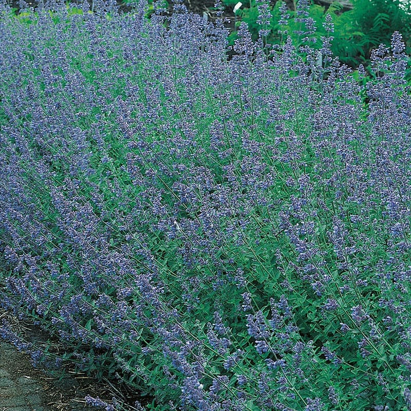 Kantnepeta, 15-Pack