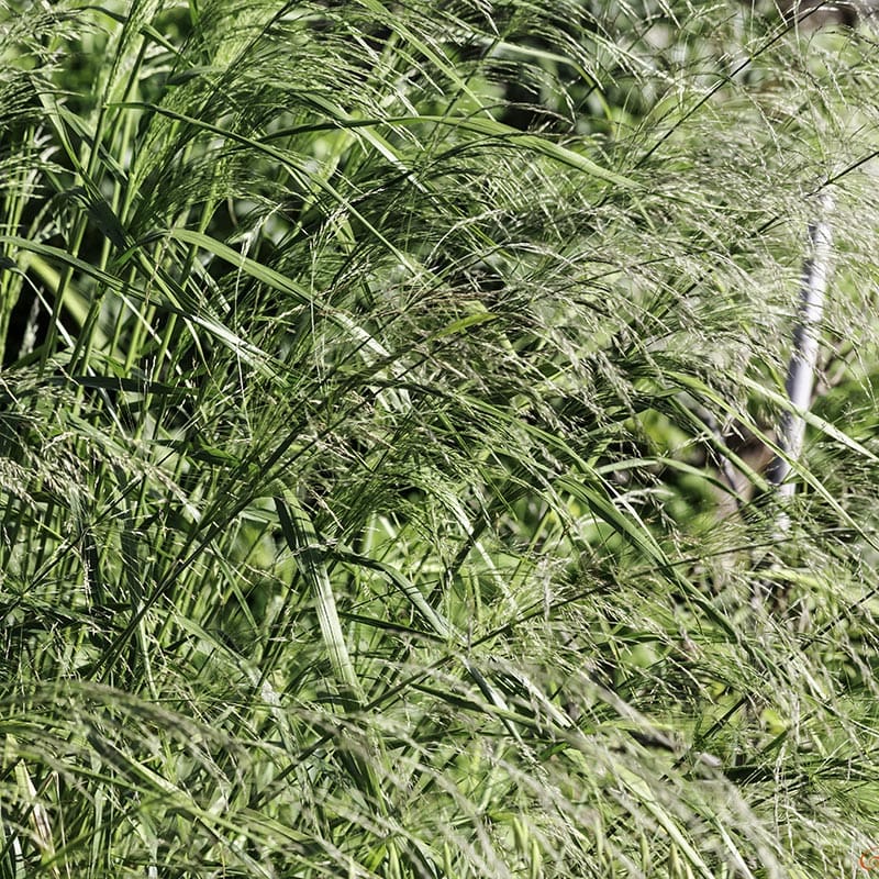 Prydnadshirs, 1-Pack