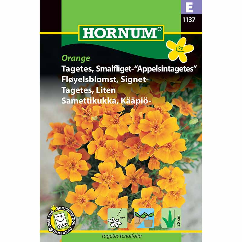 Liten Tagetes Orange