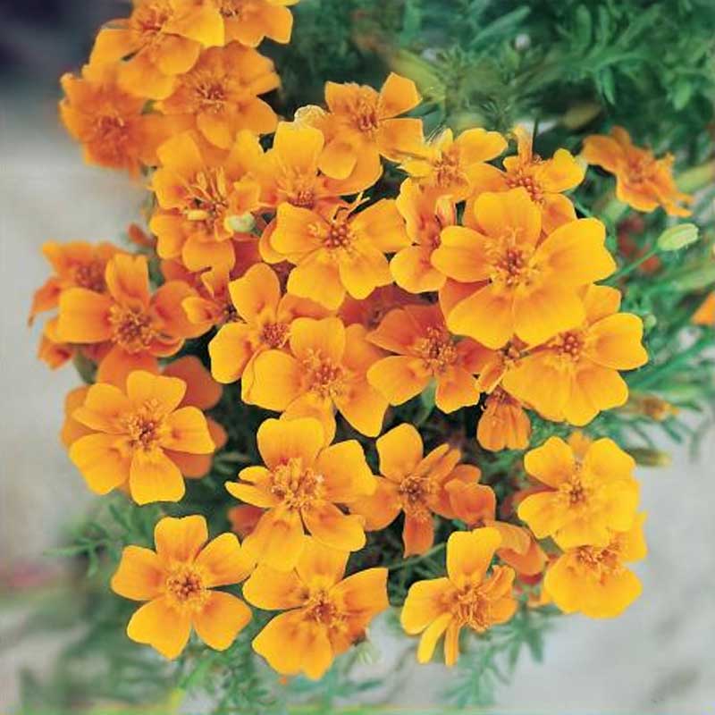 Liten Tagetes Orange