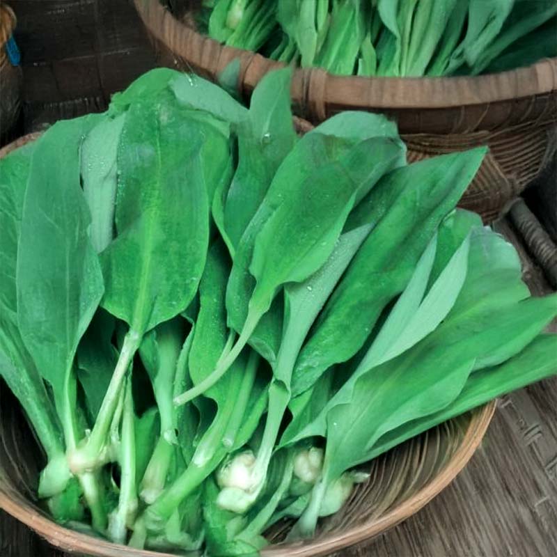 Ramslök 'Forest floor'