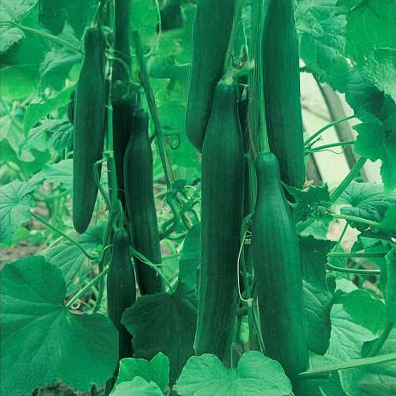 Salladsgurka 'Saladin' F1