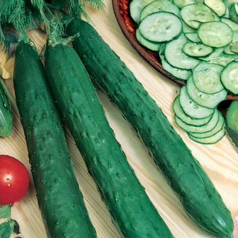 Salladsgurka 'Burpless Tasty Green' F1