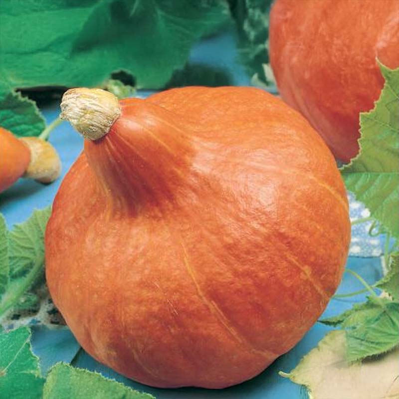 Jättepumpa 'Uchiki Kuri'