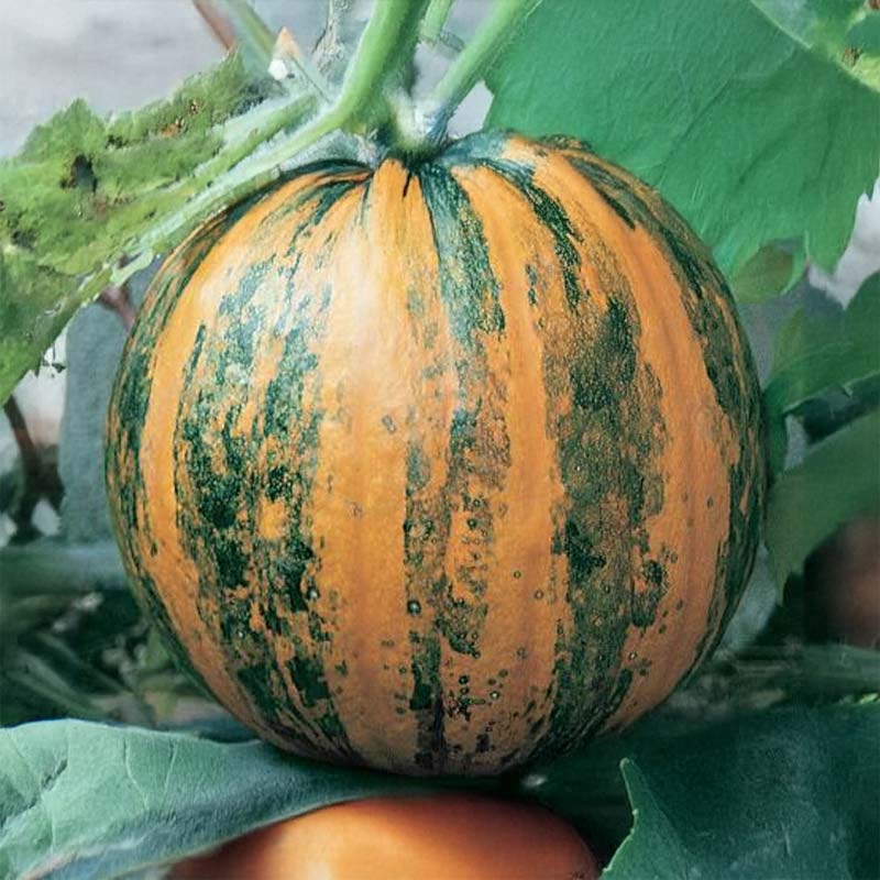 Mandelpumpa 'Gleisdorfer Ölkürbis'