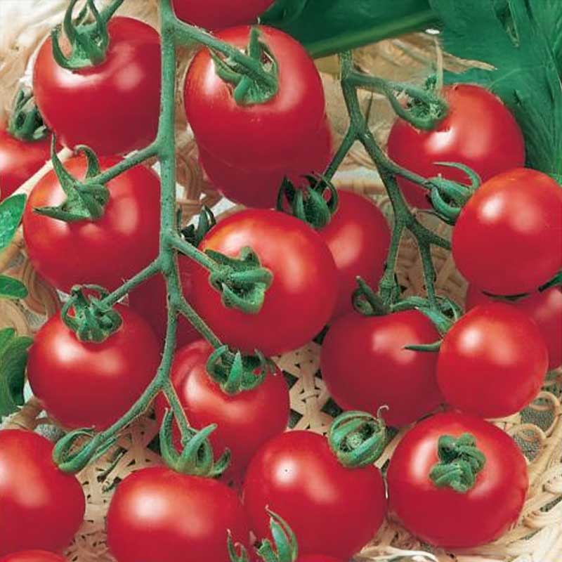 Kruktomat 'Totem' F1