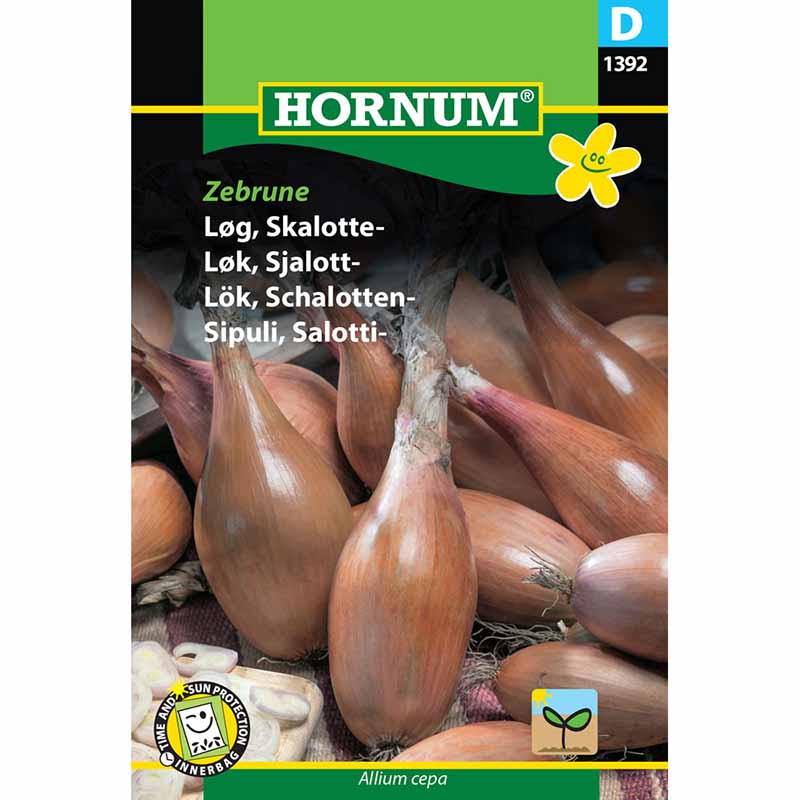 Schalottenlök 'Zebrune'