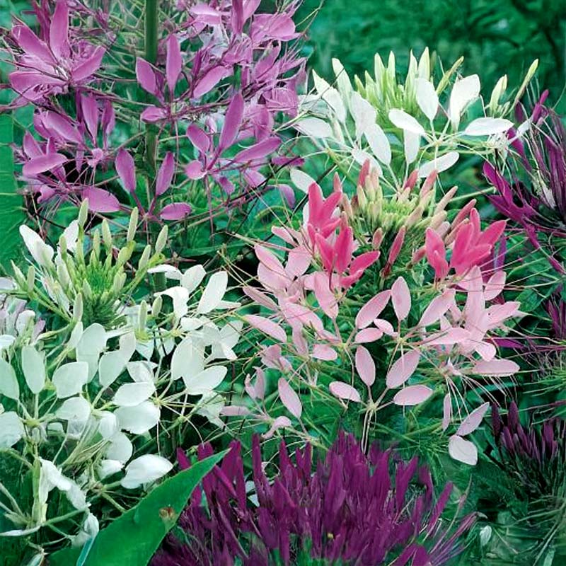 Paradisblomster 'Spider'