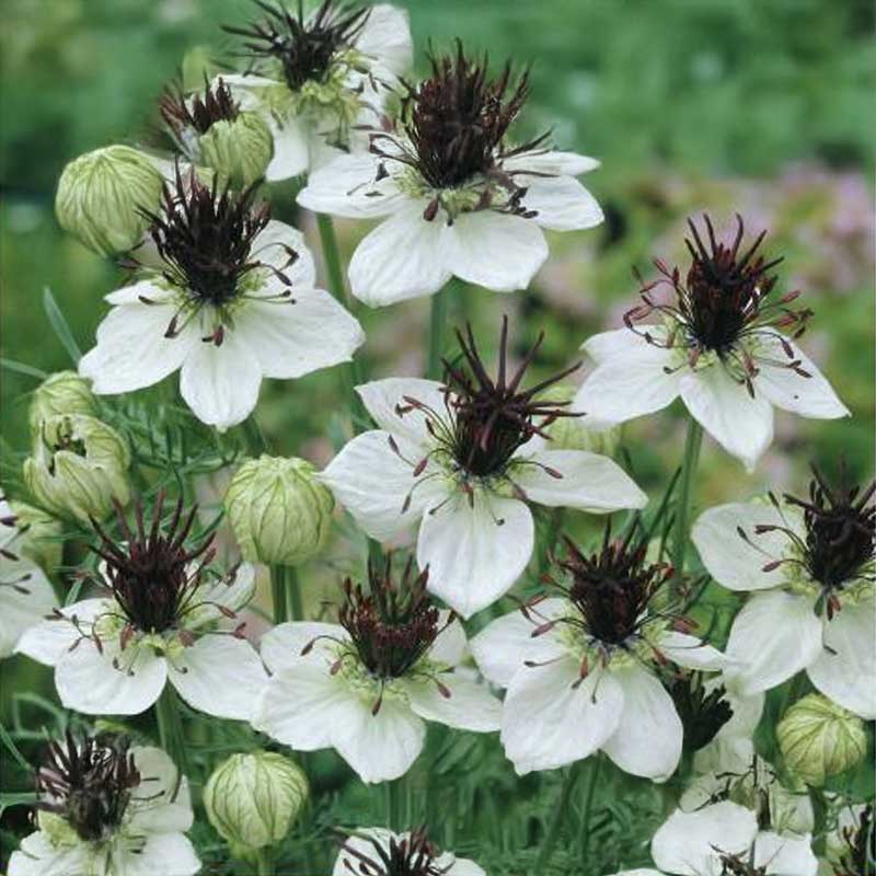 Jungfrun i det Gröna 'African Bride'