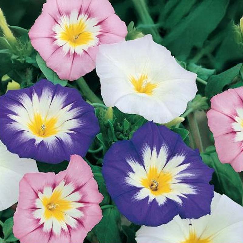 Blåvinda 'Shooting Star'