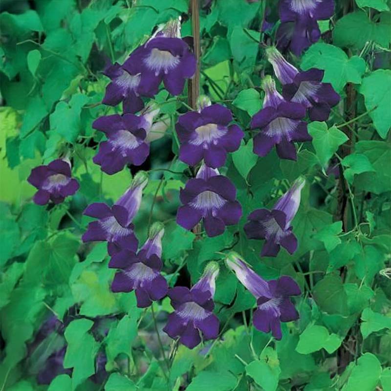 Klättervarggap 'Bocca'