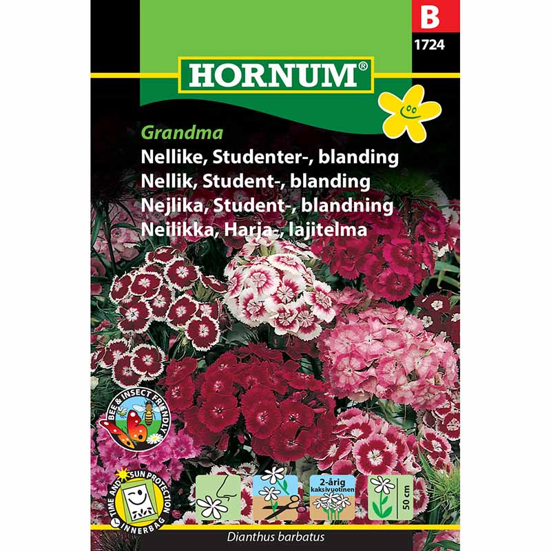 Studentnejlika 'Grandma'