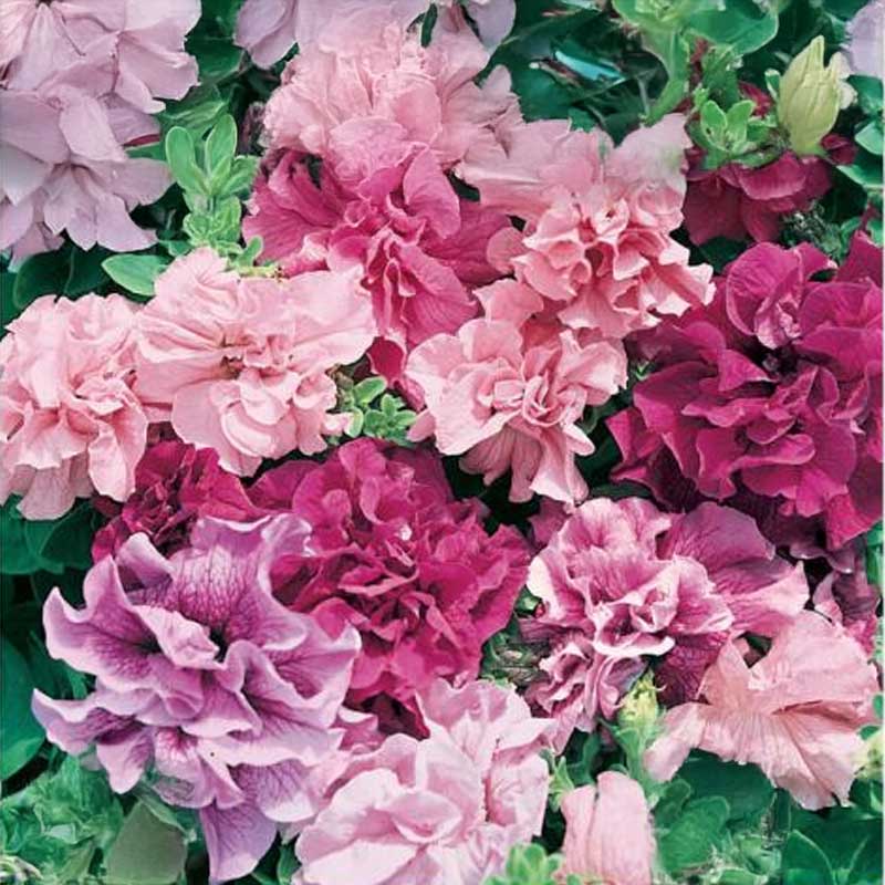 Petunia 'Double Cascade'