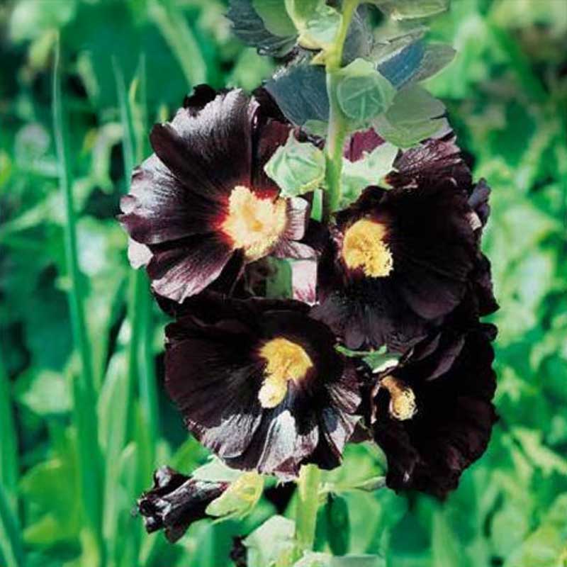 Stockros 'Dark Beauty'