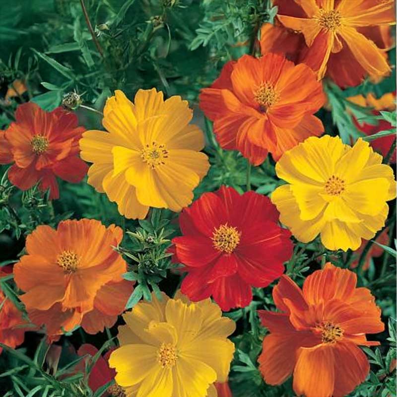 Rosenskära 'Sonata Gold'