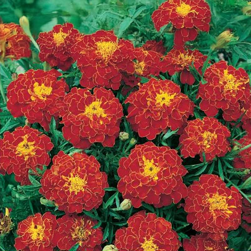 Tagetes 'Carmen'