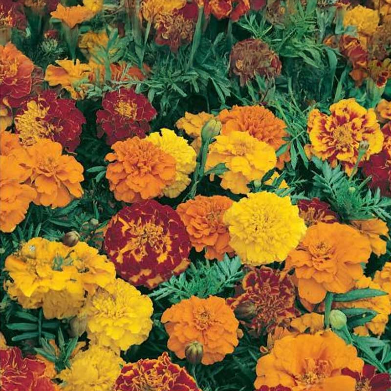 Tagetes 'Sparky'