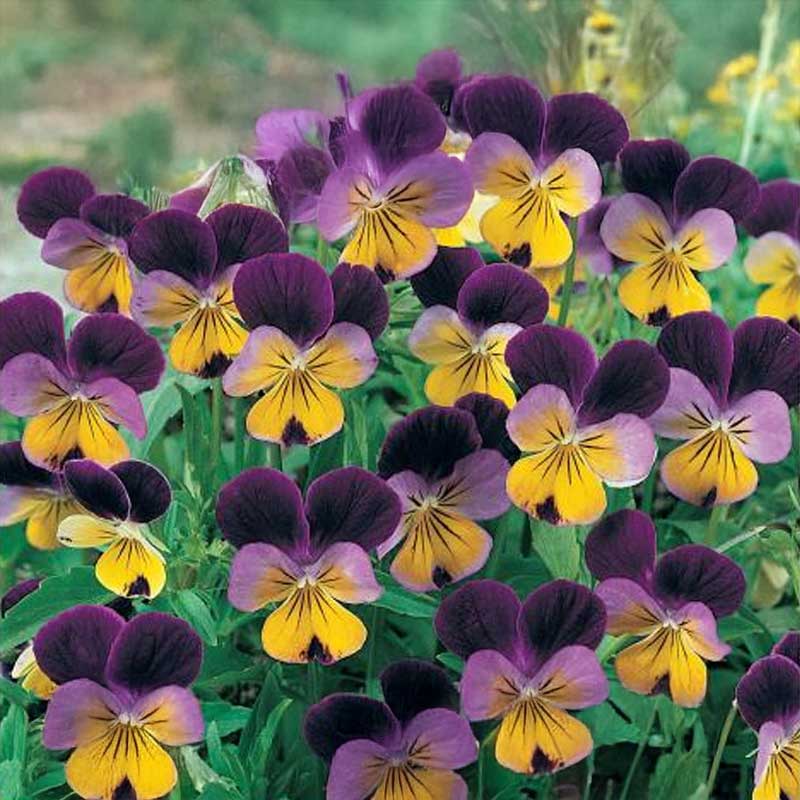 Hornviol 'Johnny Jump Up'