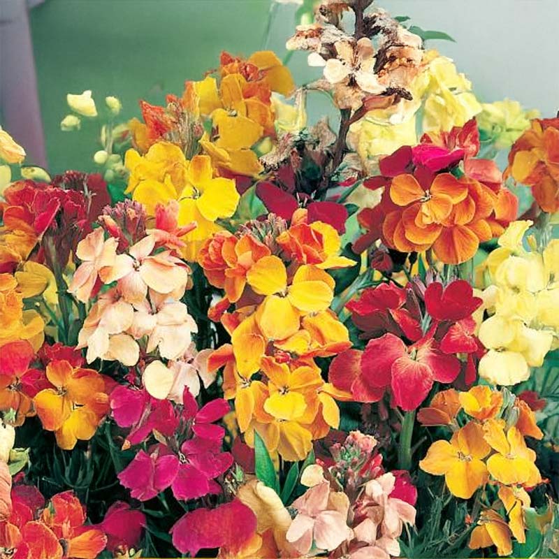 Gyllenlack 'Chupado'