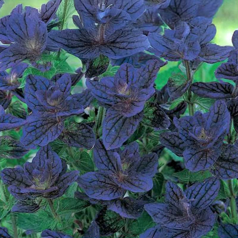 Daggsalvia 'Blue Monday'