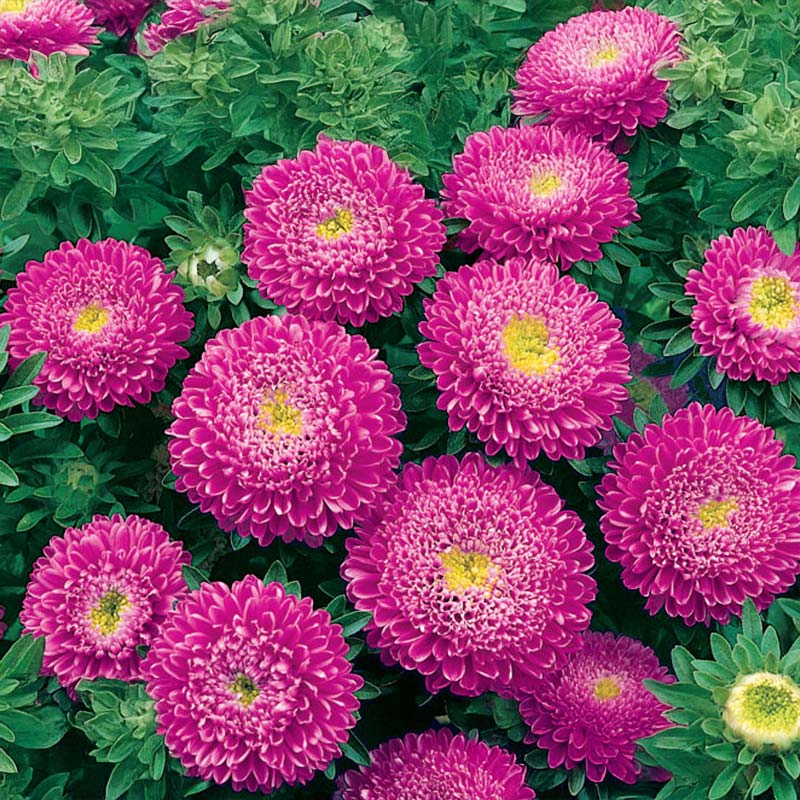 Pomponaster 'Sidonia Light Violet'