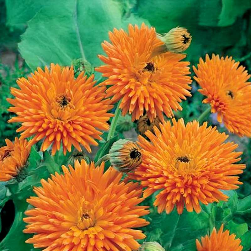 Ringblomma 'Orange Porcupine'
