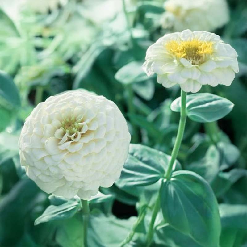 Zinnia 'Grace'