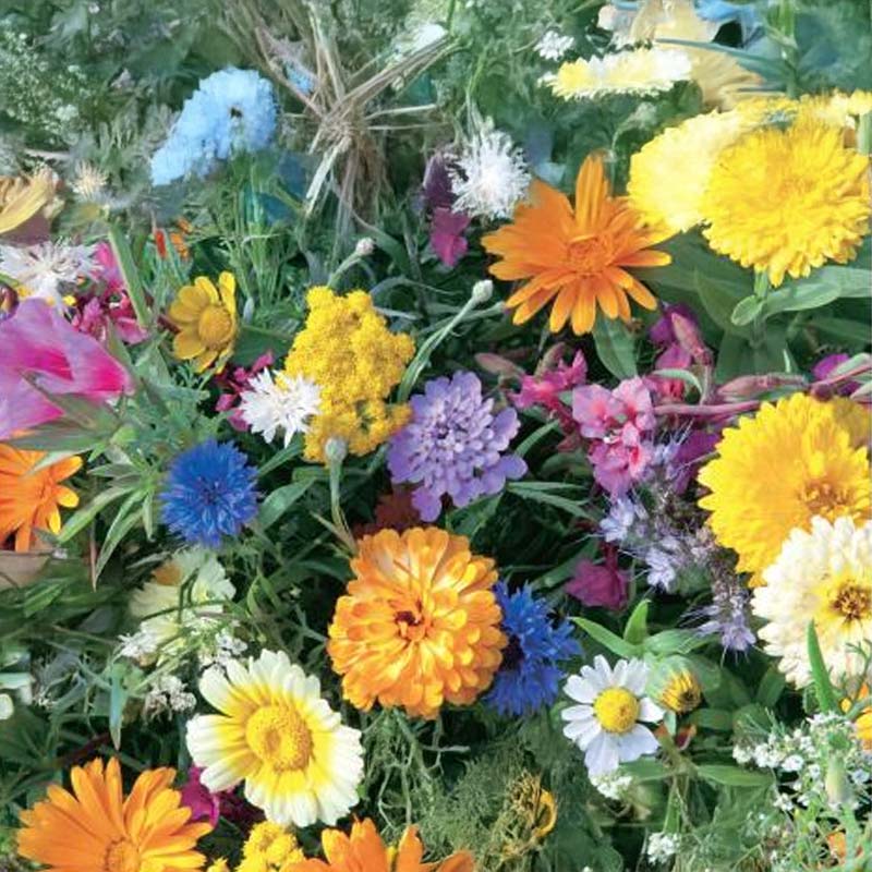 Blomsterblandning sommarblommor