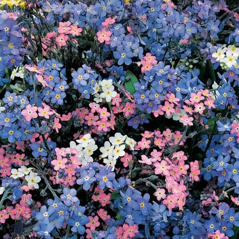 Förgätmigej 'Remember 2'