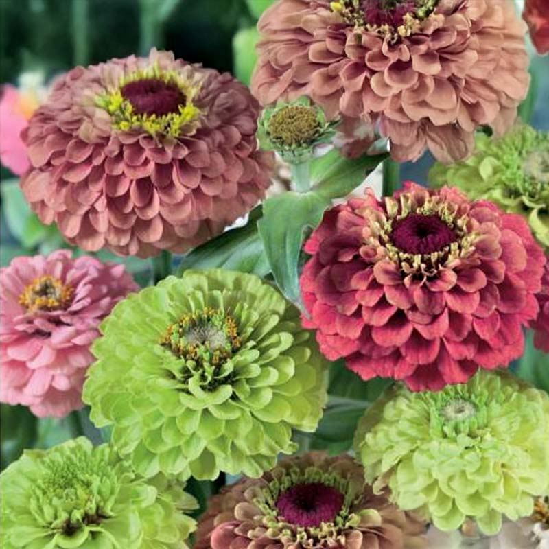 Zinnia 'Queeny Red and Lime'