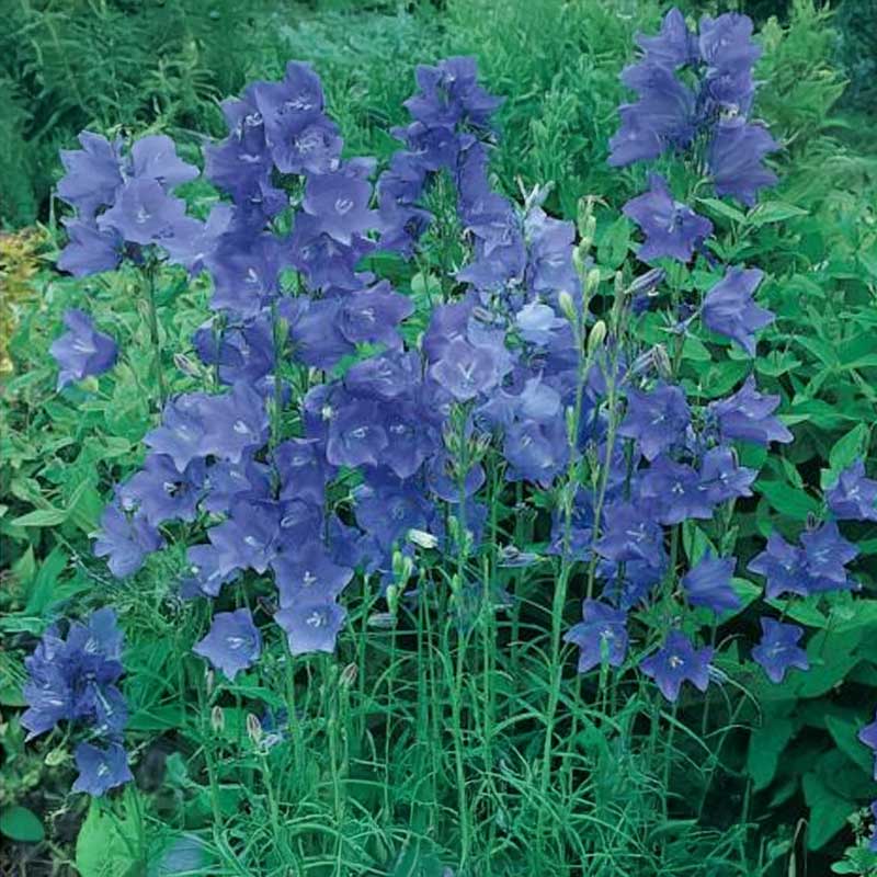 Stor blåklocka 'Big Blue Bells'