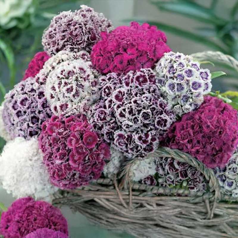 Studentnejlika 'Hats On'