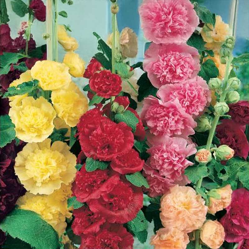 Stockros 'Chater’s Mix'