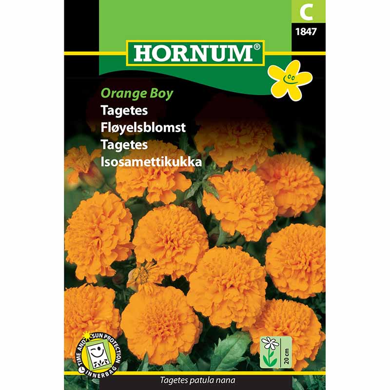 Tagetes 'Orange Boy'