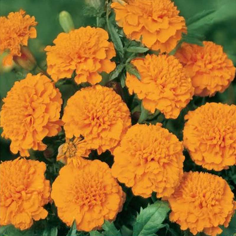 Tagetes 'Orange Boy'