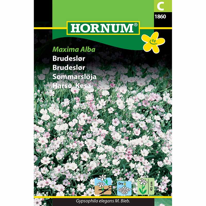 Sommarslöja 'Maxima Alba'