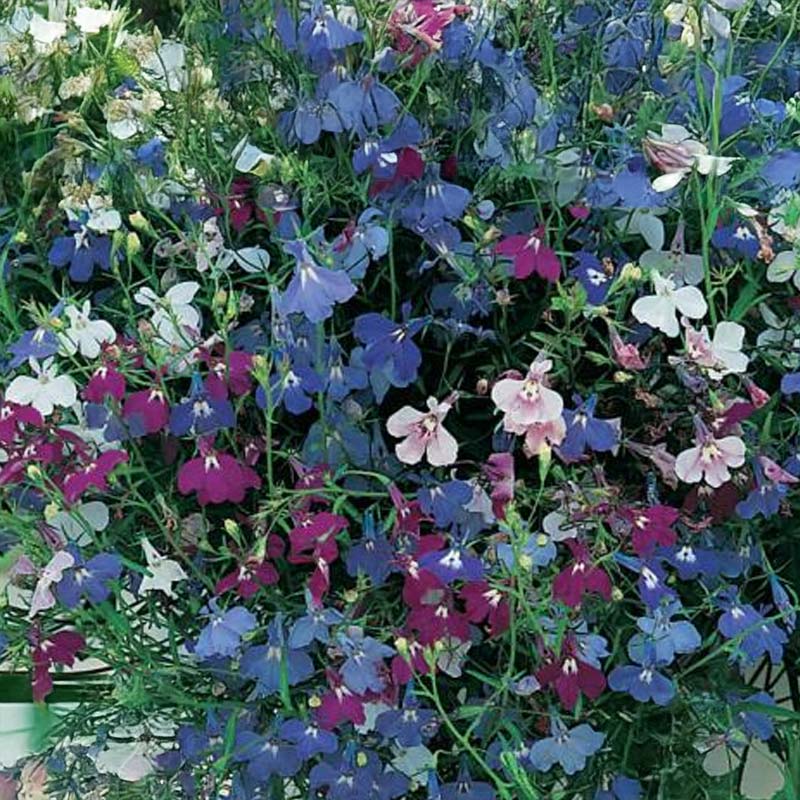 Hänglobelia 'Cascade Mix'