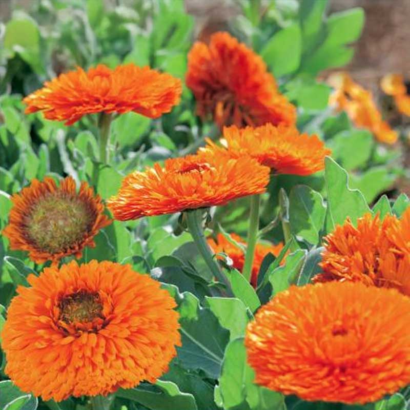Ringblomma 'Green Heart Orange'