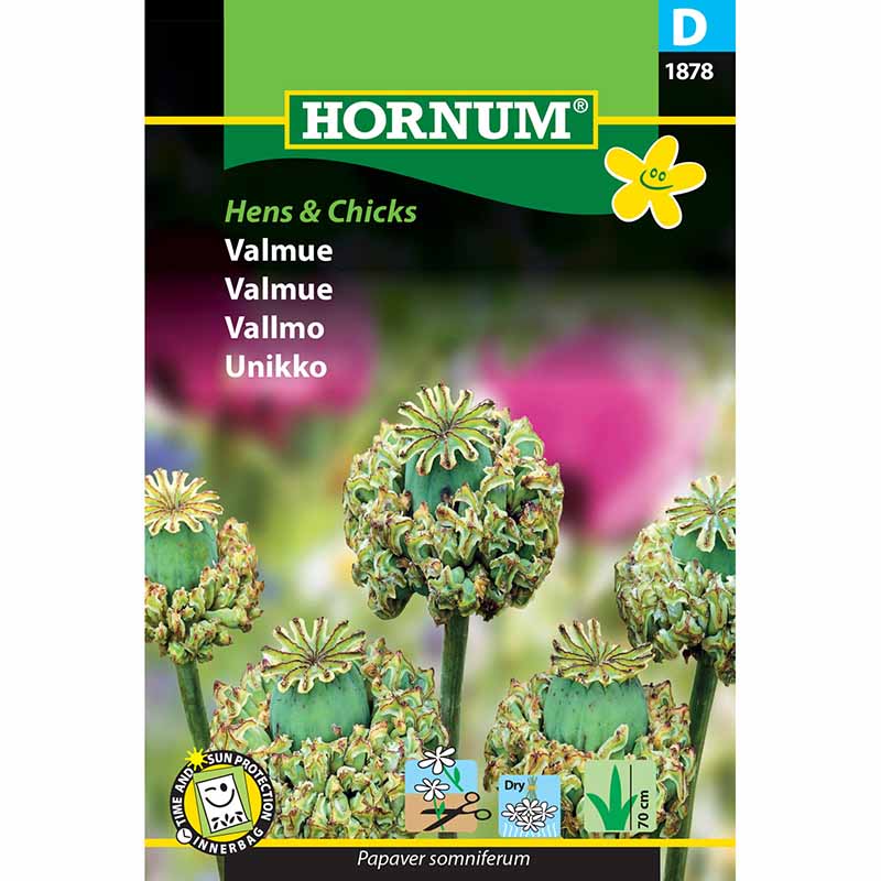 Vallmo 'Hens & Chicks'
