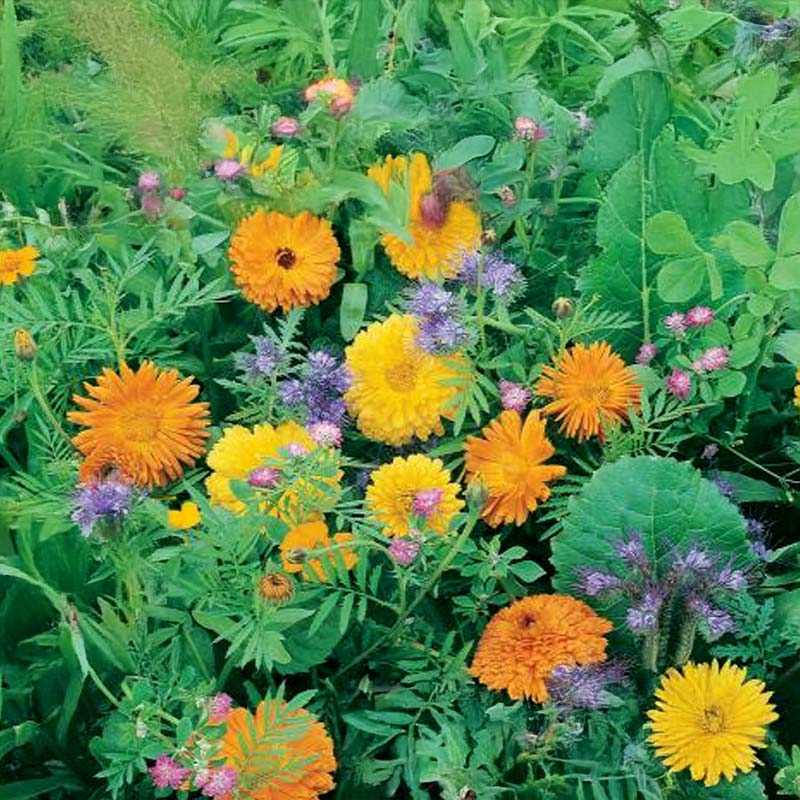 Blomsterparadis blandning