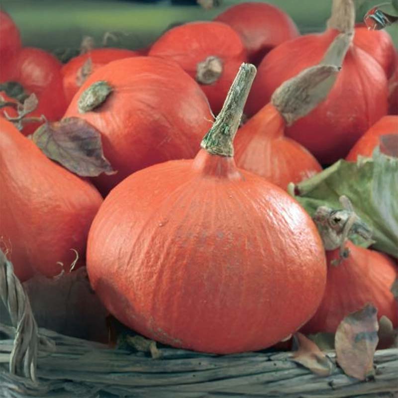 Jättepumpa 'Uchiki Kuri'