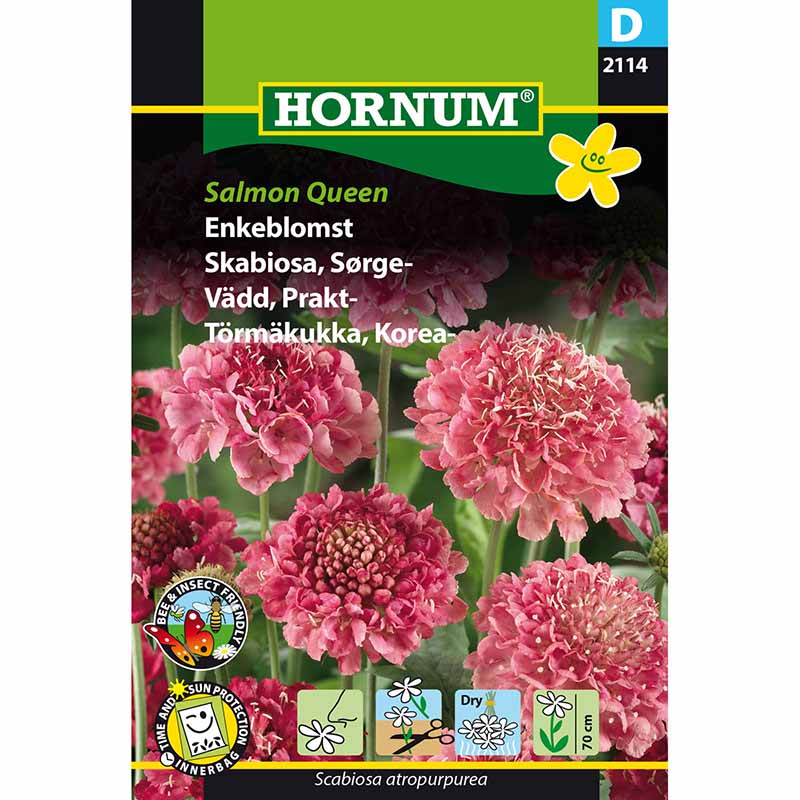 Praktvädd 'Salmon Queen'